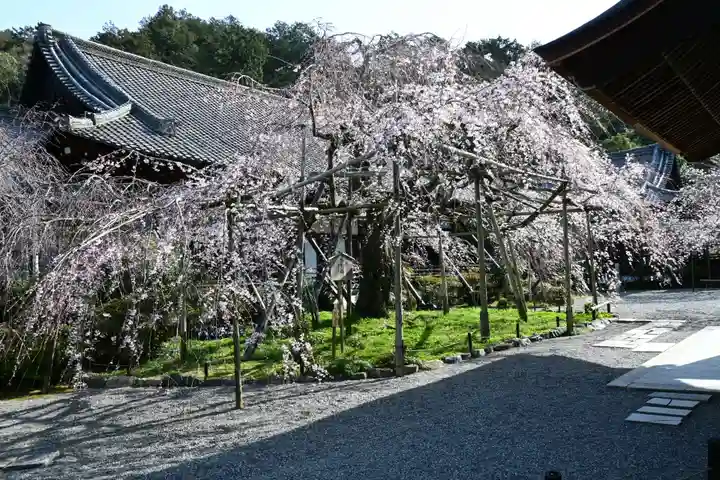 毘沙門堂門跡(京都府)