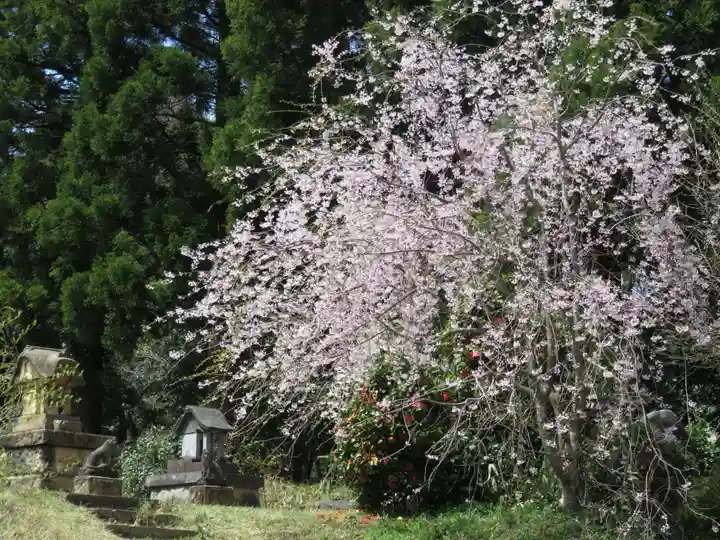 居多神社の自然
