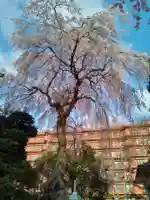 泰心院(宮城県)