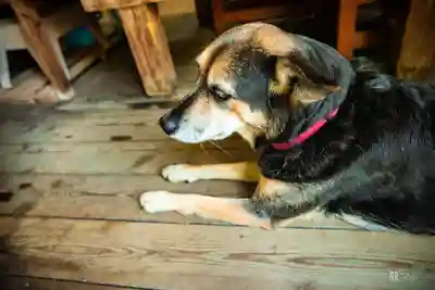 白川吉見神社(熊本県)