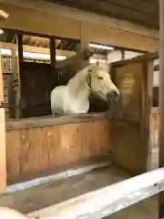 金刀比羅宮の動物