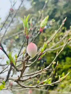秋葉神社(和歌山県)