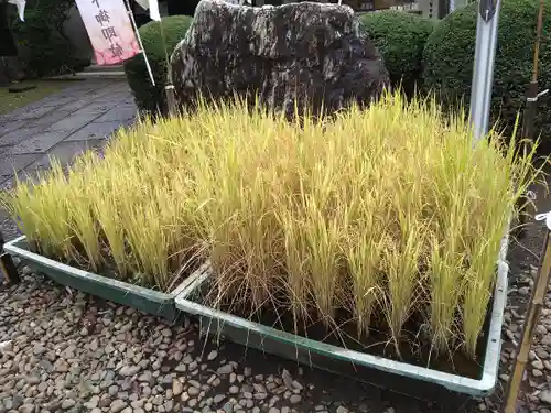 峯ヶ岡八幡神社のその他建物