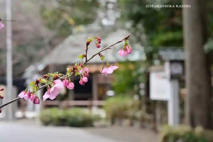 櫻木神社(千葉県)