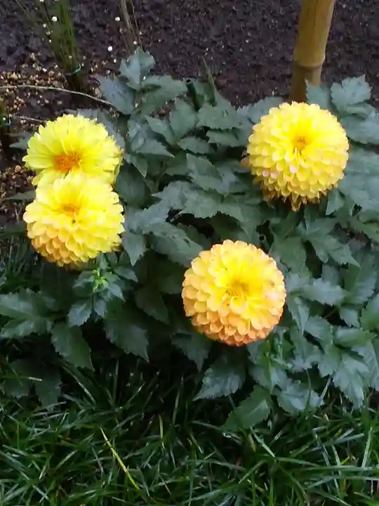 上野東照宮の自然