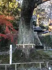 事任八幡宮の自然