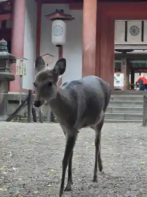 春日大社(奈良県)