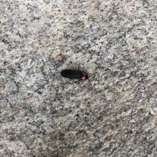 公智神社(兵庫県)