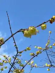 糀谷八幡宮の自然