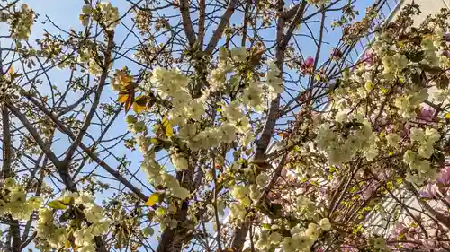 粟嶋堂宗徳寺の自然