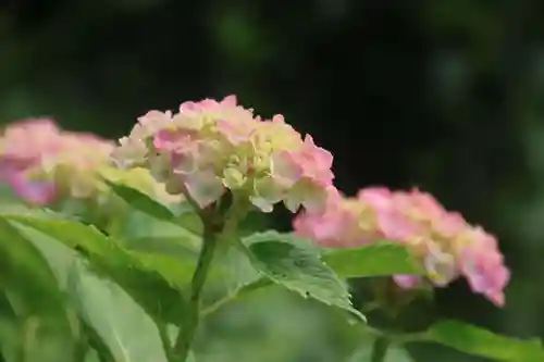 阿久津「田村神社」（郡山市阿久津町）旧社名：伊豆箱根三嶋三社の庭園