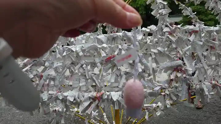 秩父神社のおみくじ