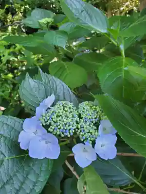 沙沙貴神社(滋賀県)