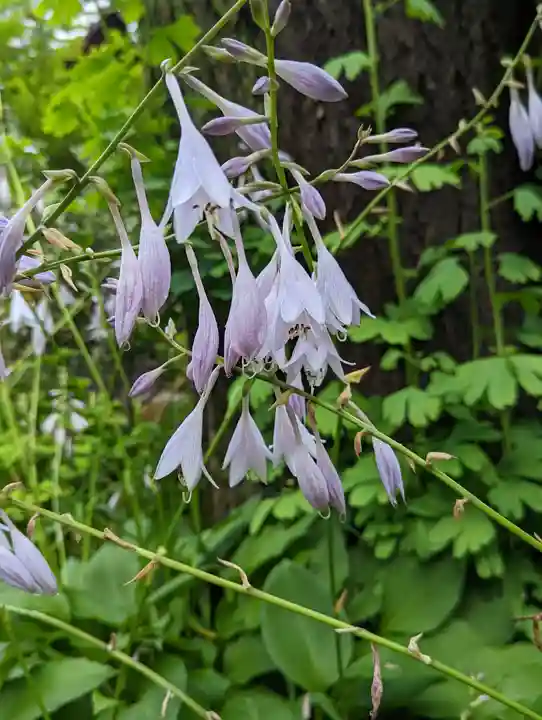 徳林禅菴(徳林庵)(京都府)