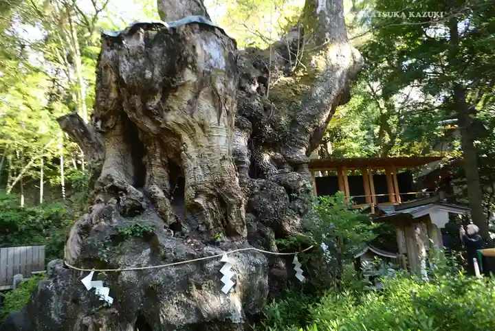 來宮神社(静岡県)