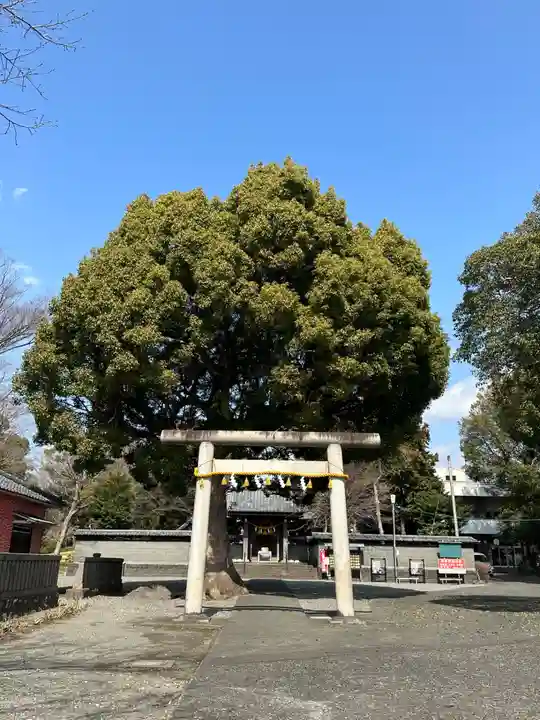 日吉浅間神社(静岡県)