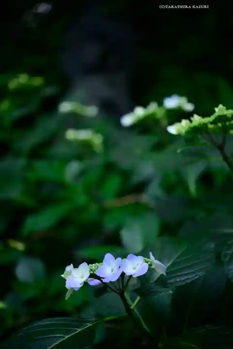 高幡不動尊 金剛寺(東京都)