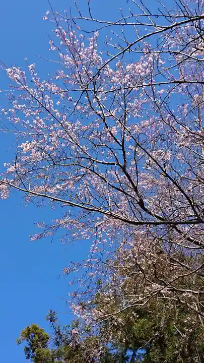 間々田八幡宮の自然