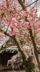 妙覺寺（妙覚寺）(京都府)