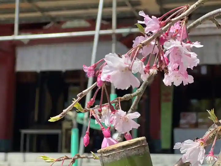 多摩川浅間神社の自然
