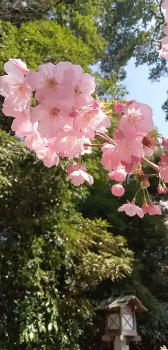 櫻木神社の自然