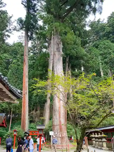 日光二荒山神社の自然