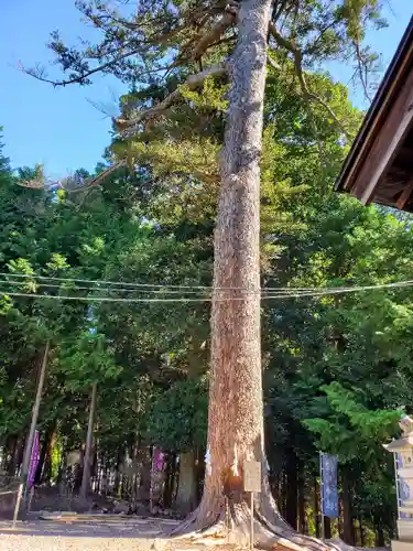 滑川神社 - 仕事と子どもの守り神の自然