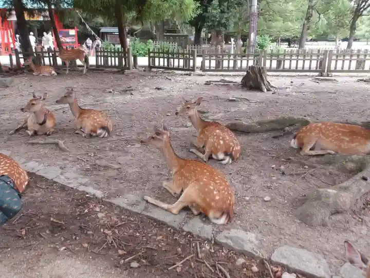 東大寺(奈良県)