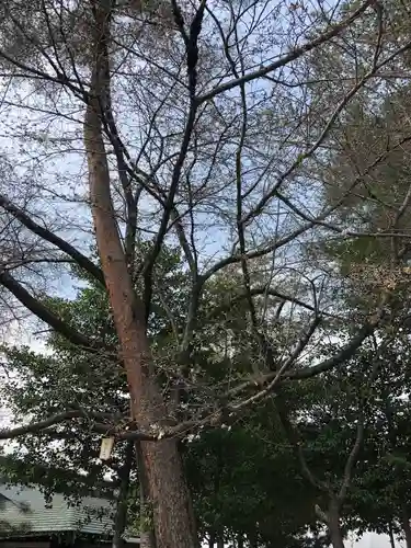 櫻木神社(千葉県)
