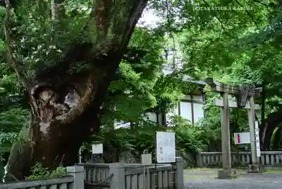 青渭神社(東京都)