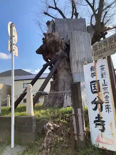 国分寺（相模國分寺）(神奈川県)
