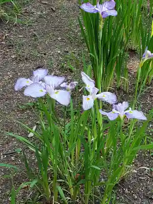 妙法寺(東京都)