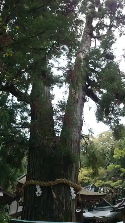 大神神社の自然