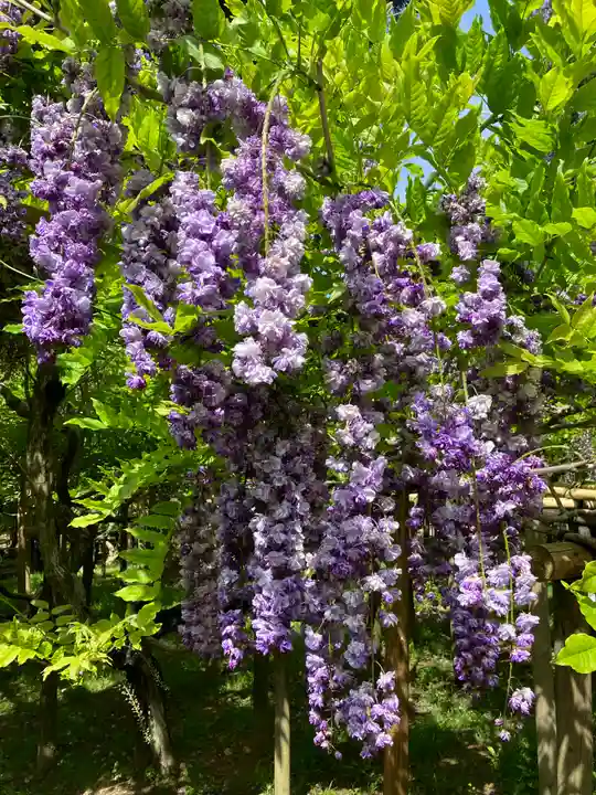 春日大社(奈良県)