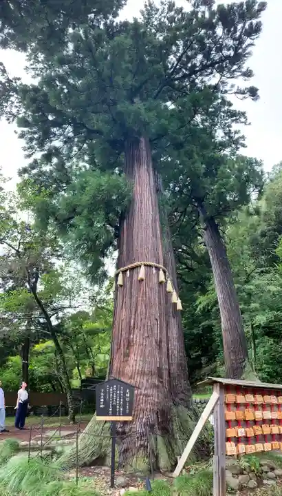 日枝神社の自然