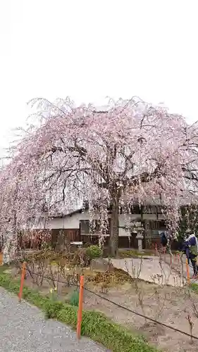 本満寺（本願満足寺）の自然