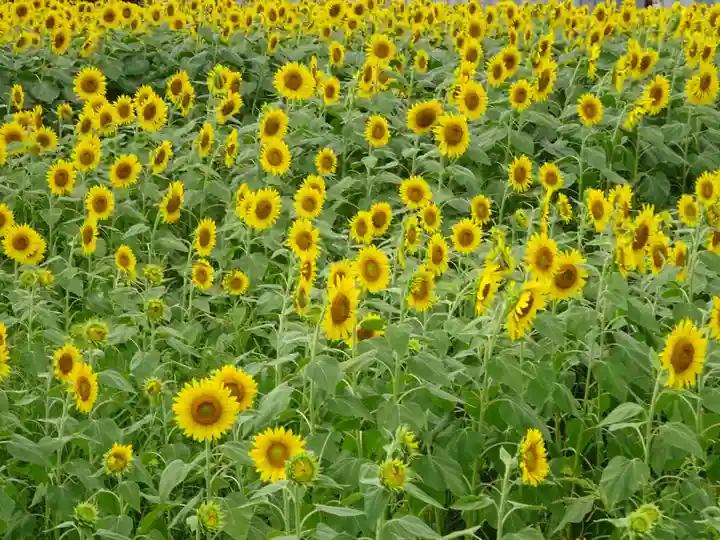 武州柿生琴平神社の周辺