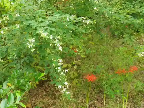 浄光明寺の自然