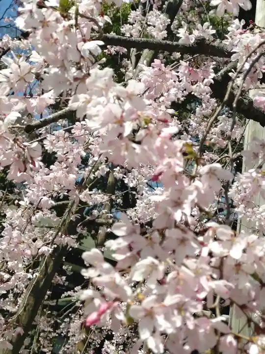 大國魂神社の{uncategorized: "未分類", other: "その他", undefined: "問題あり", building: "その他建物", grave: "お墓", sacred_gate: "鳥居", guardian: "狛犬", statue: "像", buddha: "仏像", history: "歴史", nature: "自然", garden: "庭園", animal: "動物", pagoda: "塔", temizu: "手水舎", mountain_gate: "山門・神門", sanctuary: "本殿・本堂", subordinate: "末社・摂社", art: "芸術", scenery: "景色", jizo: "地蔵", ema: "絵馬", goshuin: "御朱印", omikuji: "おみくじ", items: "授与品その他", amulet: "お守り", goshuincho: "御朱印帳", eats: "食事", festival: "お祭り", votive_dance: "神楽", shichigosan: "七五三参", wedding: "結婚式", experience: "体験その他", initially: "初詣", around: "周辺", anti_infection: "感染症対策"}