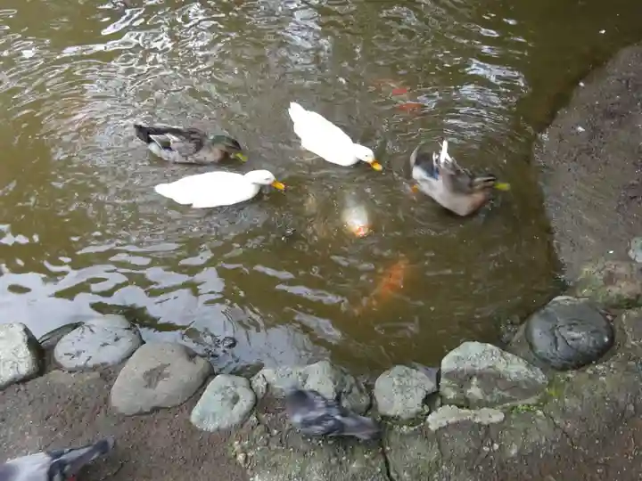 平塚八幡宮の動物