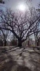 相馬神社の自然