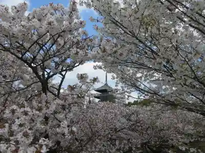 仁和寺(京都府)