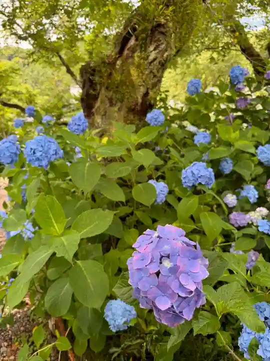 矢田寺(奈良県)