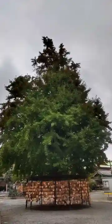今戸神社(東京都)