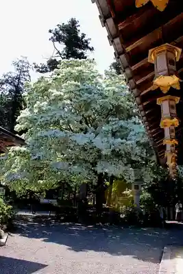 沙沙貴神社(滋賀県)