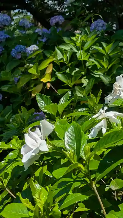 本法寺(京都府)