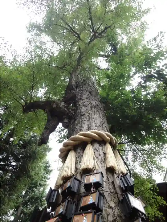 素盞雄神社の自然