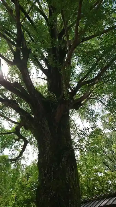 熊本縣護國神社の自然