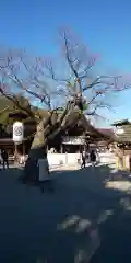 尾張大國霊神社（国府宮）の自然