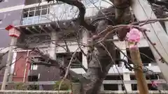 尾張大國霊神社（国府宮）の自然